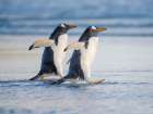 Gentoo Penguin during early morning at the coastline. Falkland Islands, Saunders Island. Art Print